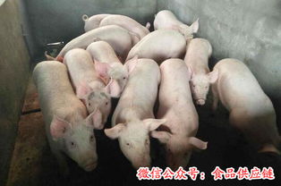 猪突然不能走路？养殖户揭秘背后隐秘病因是什么