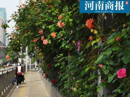 空中花廊：25万株月季绽放