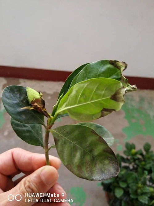 栀子叶子干枯，是何原因导致