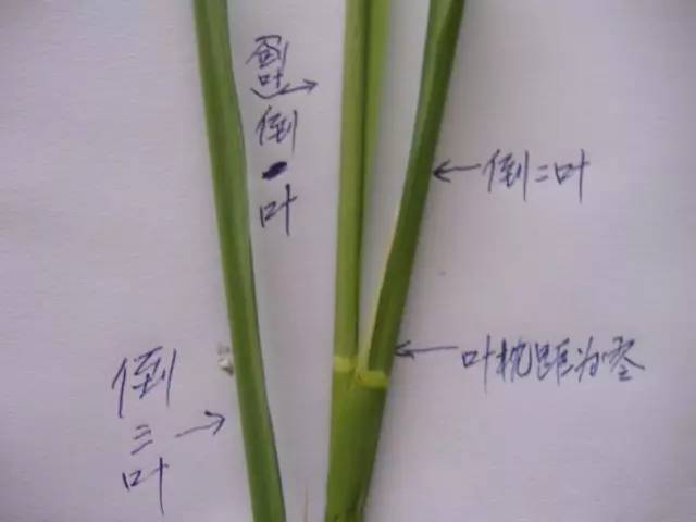 防治病虫害的农药选择