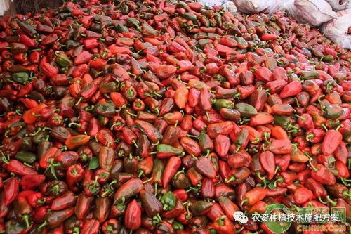 揭秘高产秘诀：如何高效种植甜椒？