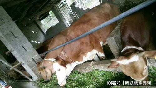 五大优质牧草推荐：牲畜饲养必备知识！