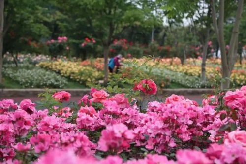 花的海洋， 心情爽爽