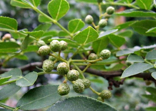 花椒树不结果？可能是土壤、水分、病虫害等原因导致