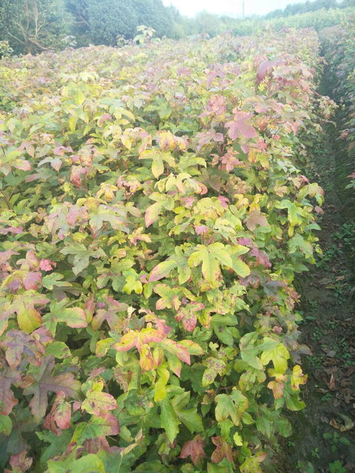 枫香种植， 注意事项多多，价格行情各不同