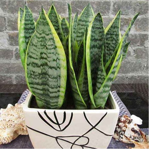 虎皮兰：家庭绿植的新宠