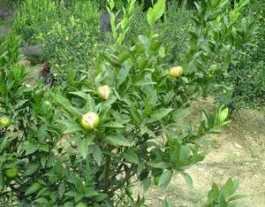 “茶花掉叶，是土壤缺肥还是浇水不当