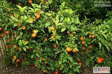 红蜘蛛防治，农药巧用是关键