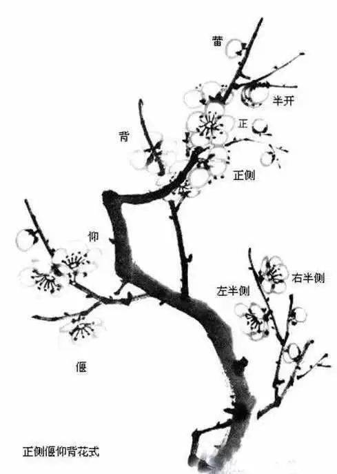梅花分类之观赏性篇