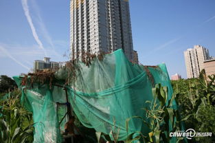 蚂蚁的神奇旅程：高楼中的小客人