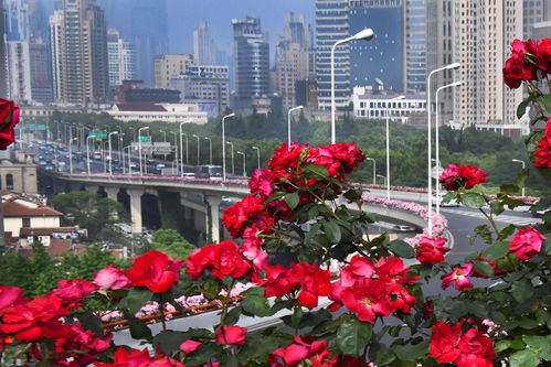 仙境月季：武汉洪山区欢乐大道的绚丽绽放