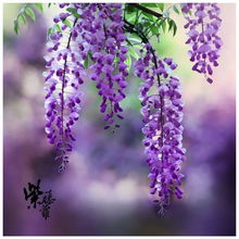 紫藤的支撑结构，你准备好了吗？