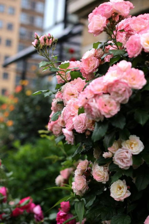 藤本樱霞：粉色的浪漫