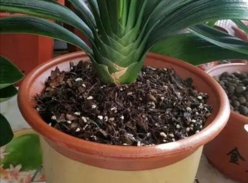 种植哪些植物不易烂根？