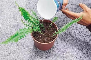 将生石花繁殖，如何提高成活率