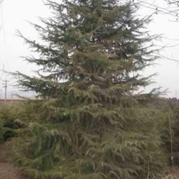 油松树规格一览