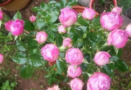月季花如何科学施肥和修剪，才能使其生长更旺盛