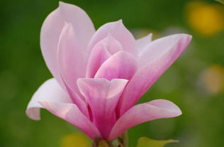 玉兰花的种植条件揭秘