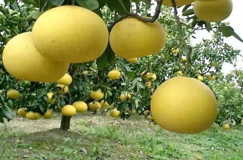 台州玉环柚子种植时机的重要性
