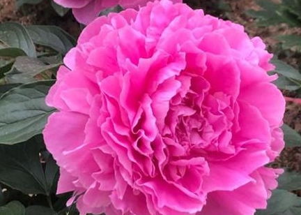 芍药花开， 留住夏日风情