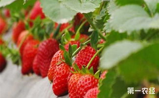 草莓种植季节管理
