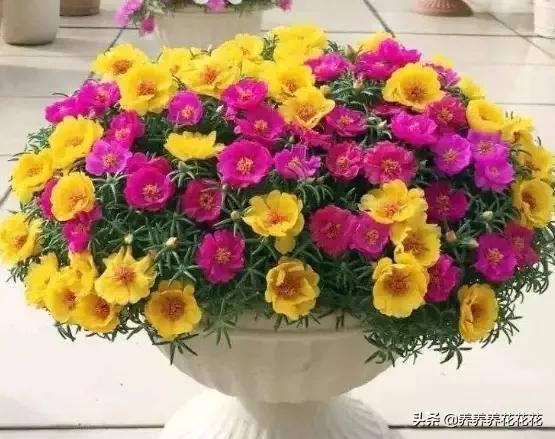 太阳花修剪方法图解，如何修剪才能让太阳花更茂盛