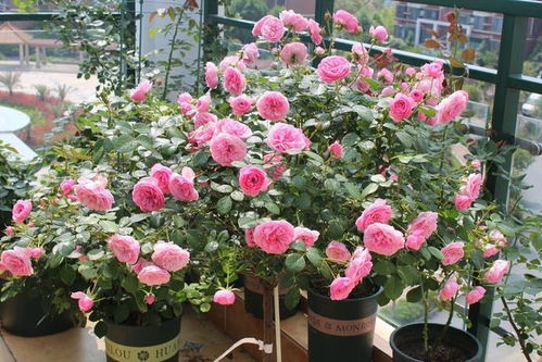 品种特色， 引人入胜