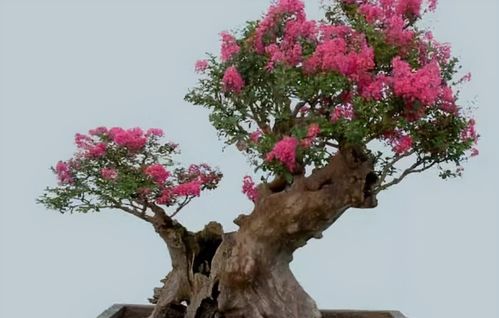 光杆状态下会发芽吗？