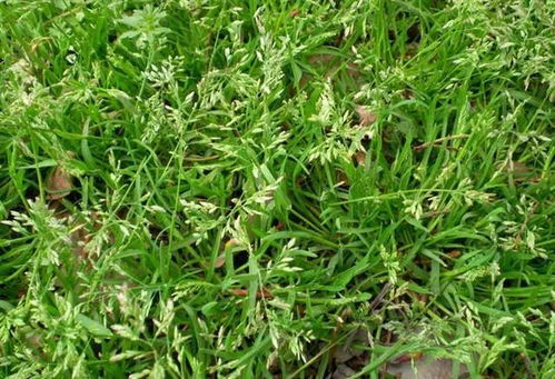 小麦收割后草甘膦怎么用？