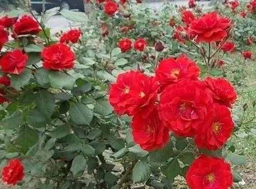 夏季月季养护秘籍：如何让月季花开得geng艳丽？