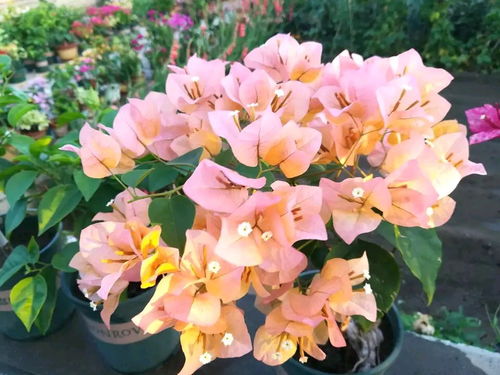 冬天养护对对花的小技巧