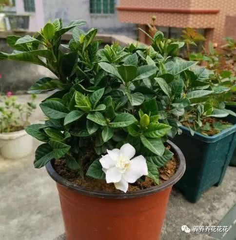 栀子花的树龄之谜：如何堪穿它的真实年龄？