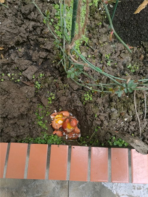 适合在哪些气候条件下种植呢？