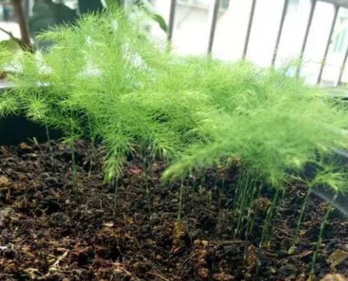 文竹种子小， 养护要细心