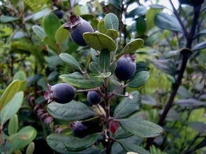 桃金娘的脾气，你懂了吗？