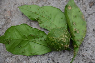 使用腈菌唑的注意事项