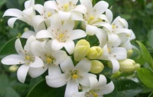 金桂花春季如诗如画的芳香，这花语和寓意究竟蕴含着怎样的美好寓意呢