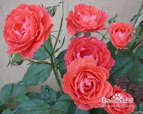 月季养护：简单还是复杂？