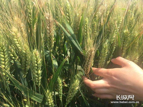 小麦赤霉病的影响