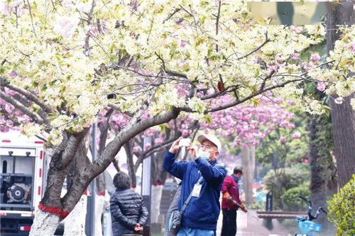樱花的移植与生长小记