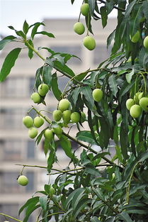 芒果种植技巧：病虫害防治方法