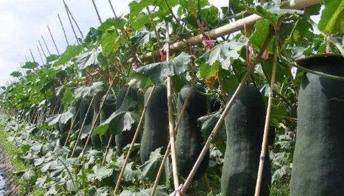 遇到早霜怎么办？