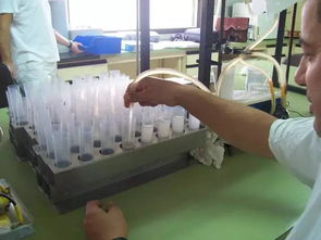 “精液采集后，置于恒温箱中保存