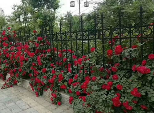 藤本月季种植指南