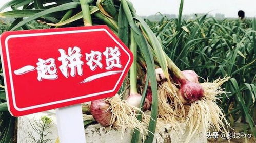 拼多多，又一个宝藏之地