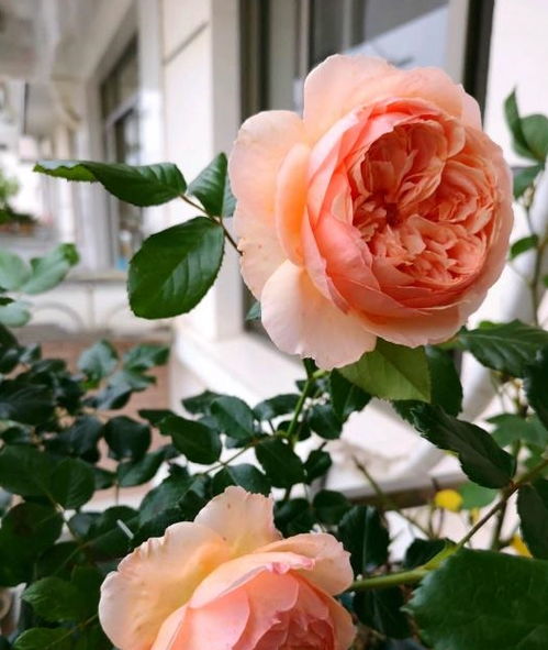 南北温差与月季修剪