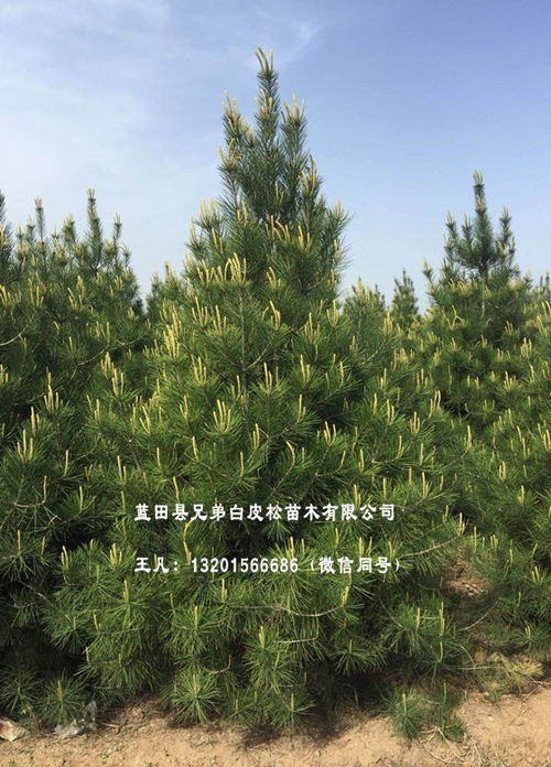 白皮松种植前景探讨