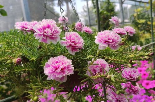 芍药、 连翘：耐寒好伴侣