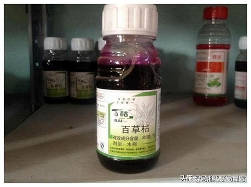 惊悚内裤之谜：百草枯竟成了致命武器