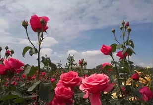 月季花扶贫项目：洛阳孟津县的新希望
